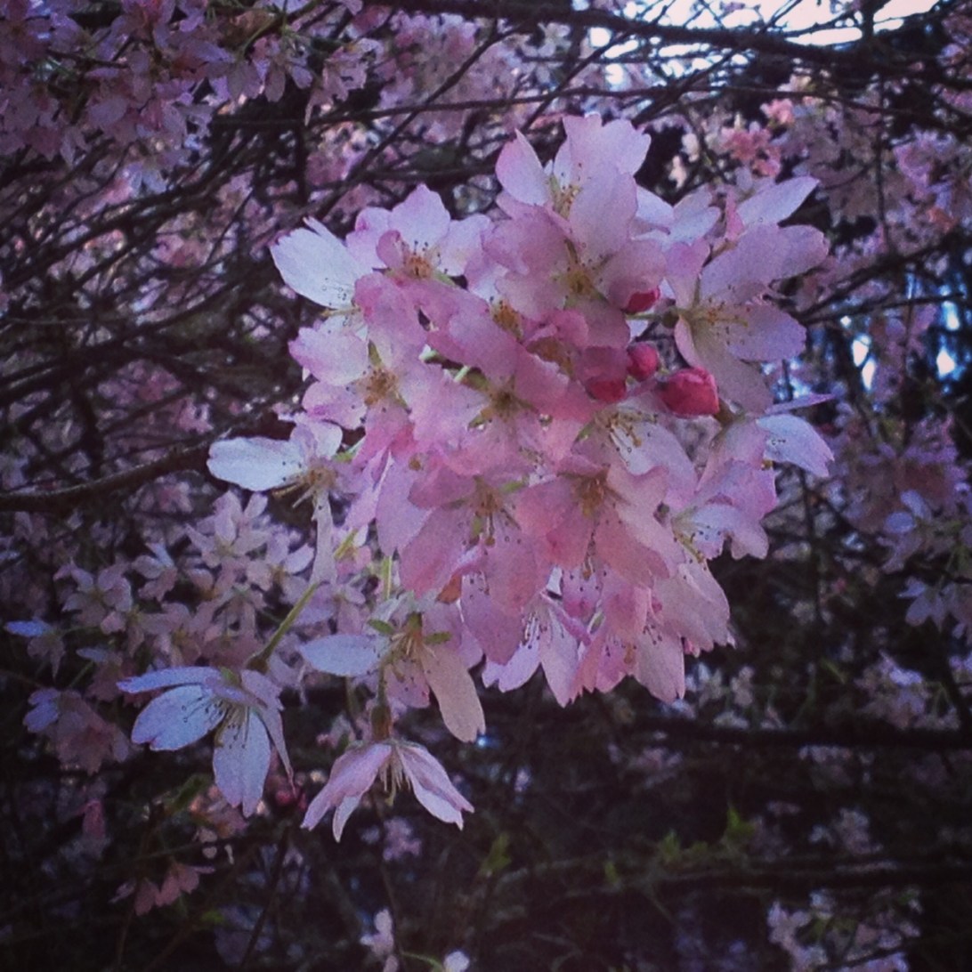 Mt. Tabor Park, Portland
