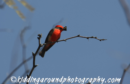 Phoneix, Boyce Arboretum