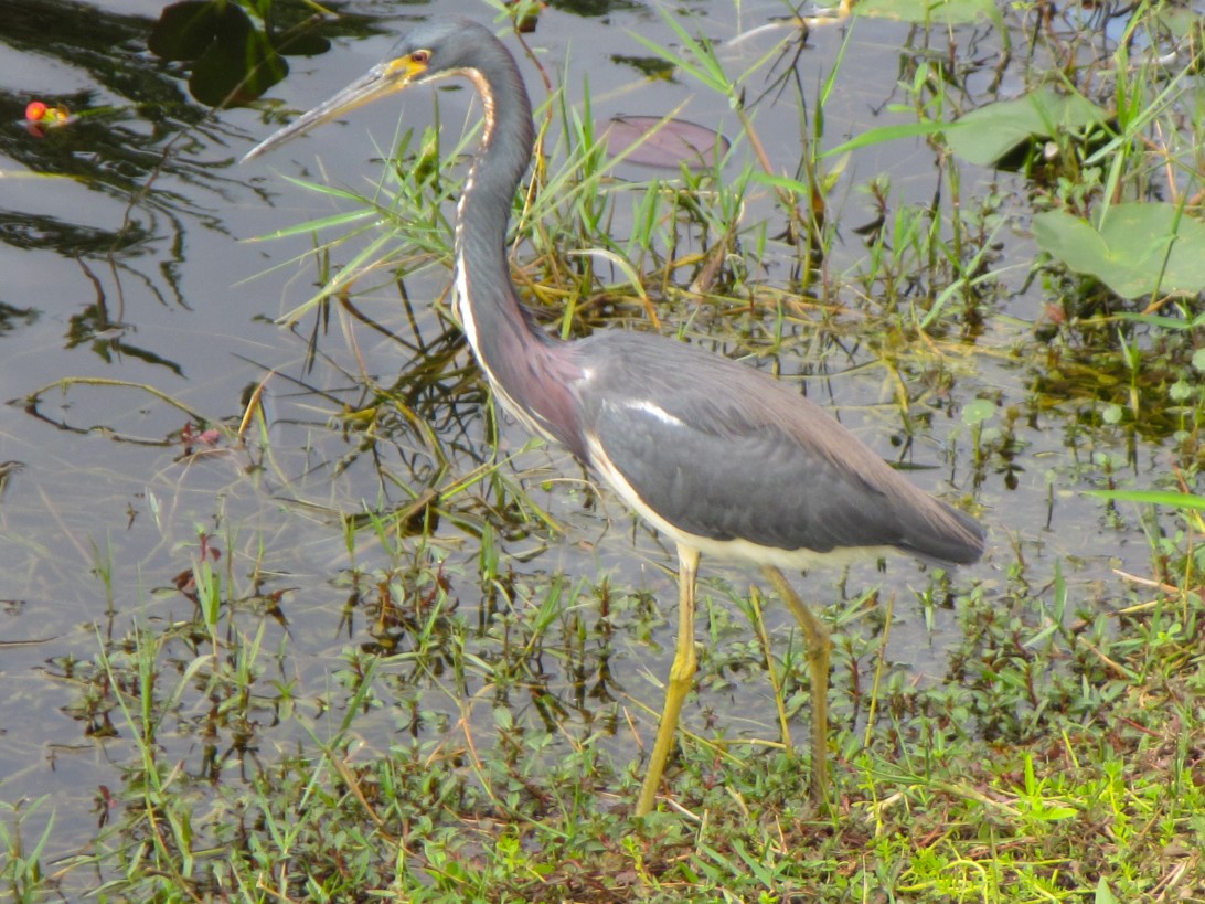 Everglades Shark Valley