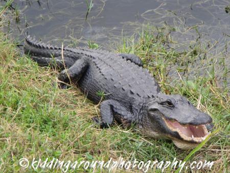 Everglades Shark Valley