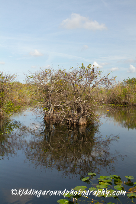 Everglades NP