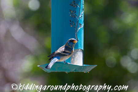 Lazuli Bunting