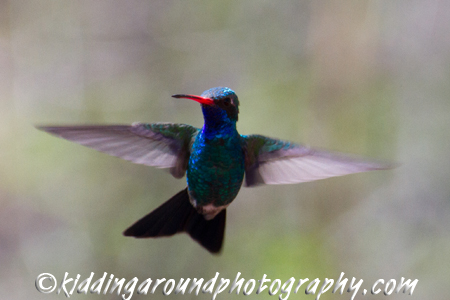 Broad-Billed Hummingbird