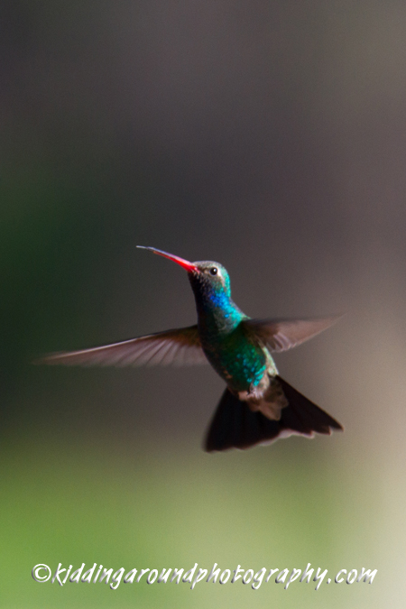 Broad-Billed Hummingbird