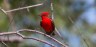 Vermilion Flycatcher