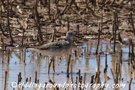 Yellowlegs