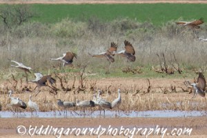 Sandhill Cranes