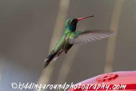 Broad-Billed Hummingbird