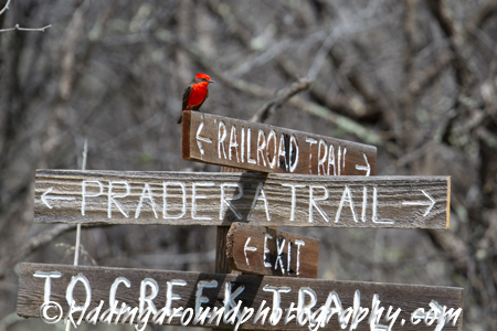 Vermilion Flycatcher
