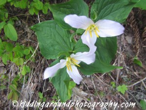 Lost Lake Mt. Hood Oregon