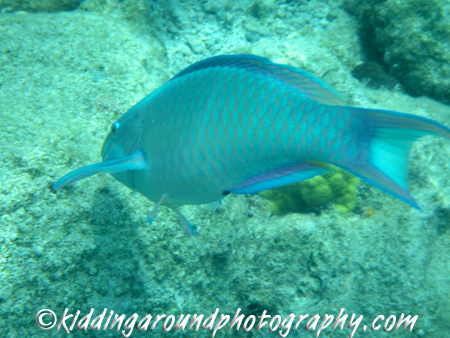 Arawak Expeditions, St. John USVI