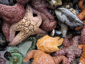 Tidepool at Shi Shi Beach