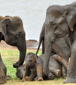 Elephants at Uda Walawe National Park