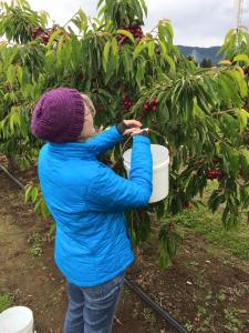 Hood River Fruit Loop