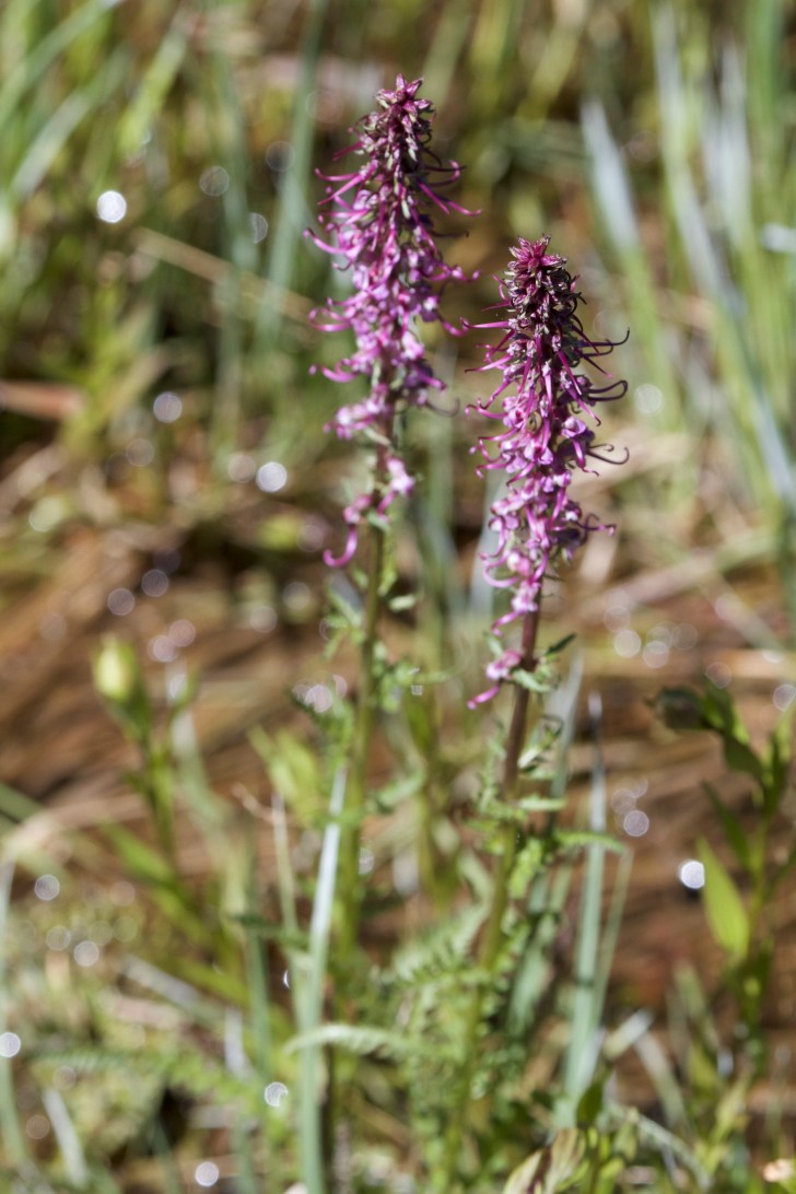 Rocky Mountain National Park