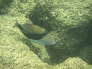 Kauia snorkeling