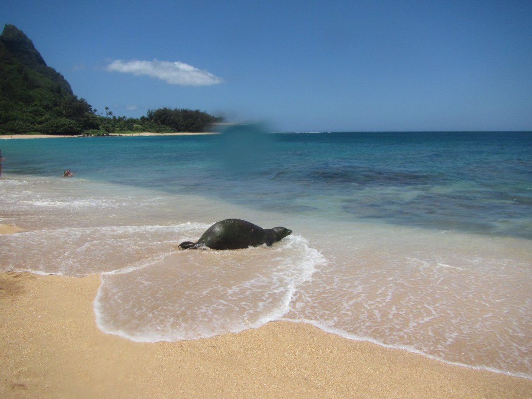 Kauia snorkeling