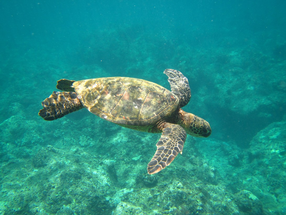 Kauia snorkeling