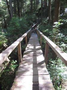 Cape Alava trail