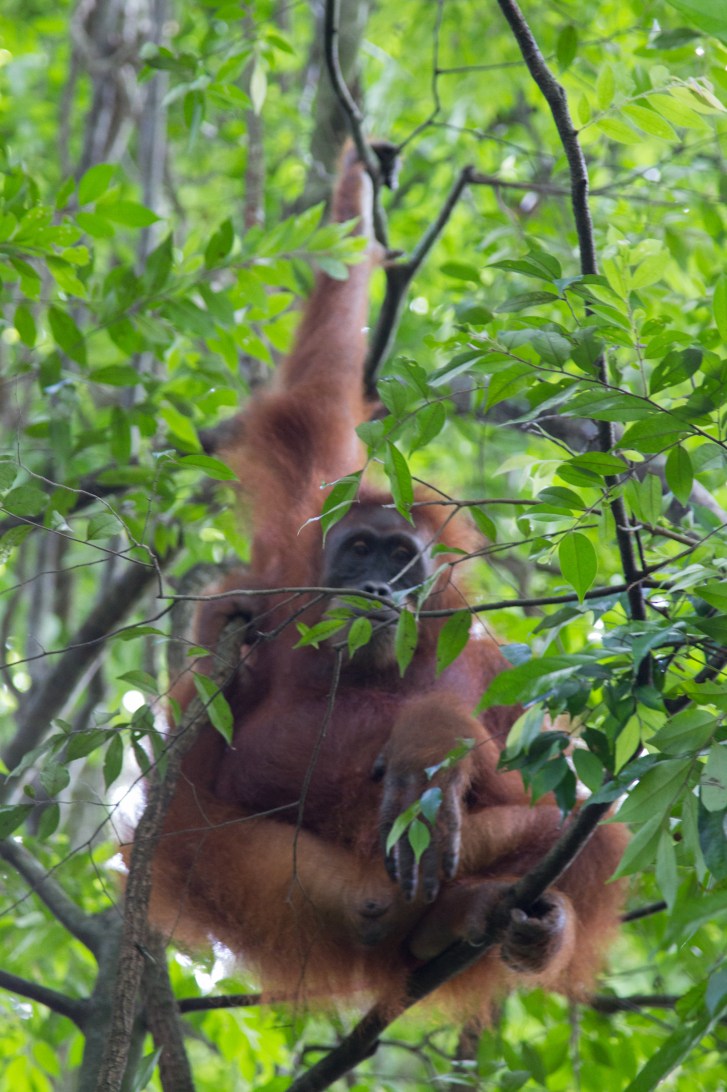 orangutan