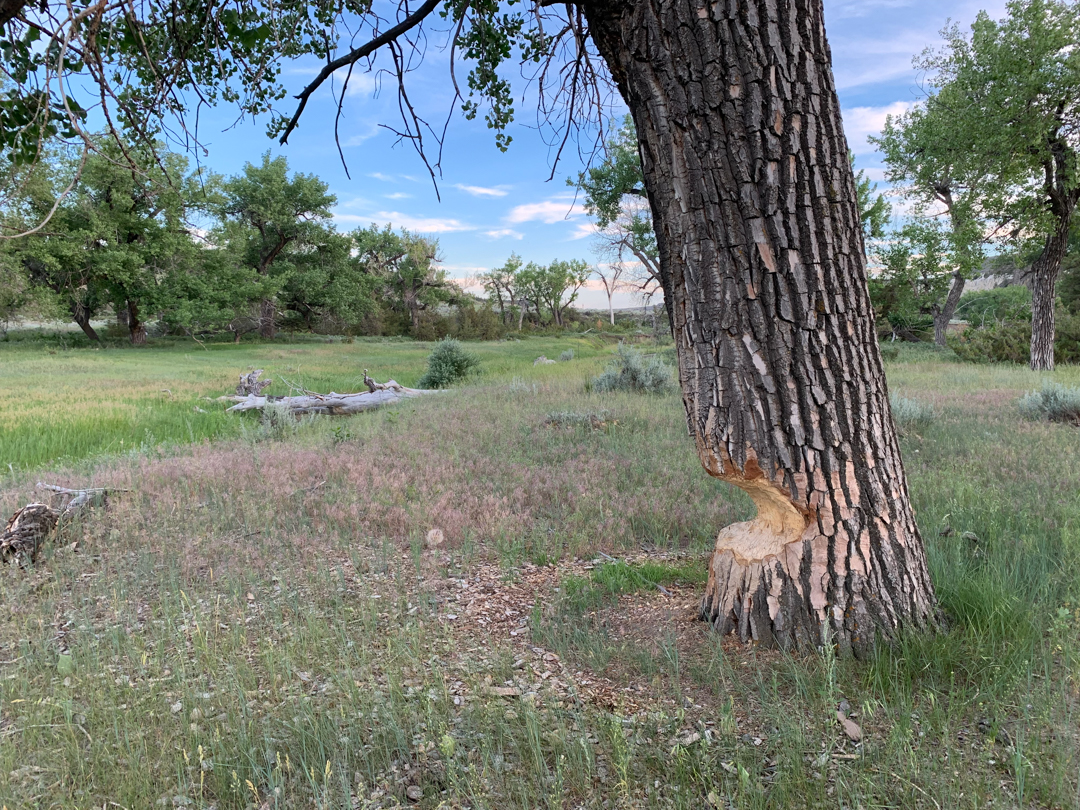 Upper Missouri River