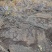 Petroglyphs Hawaii Volcanoes NP